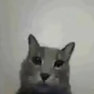 🤨 кот, животное, питомец, домашний, серый кот telegram sticker