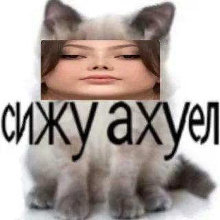 🐱 сижу ахуел Katze, Meme, Lustig, Russisch, Offensiv whatsapp sticker