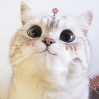 🤒 cat, cute, animal, sticker, kawaii, pet, flower telegram sticker