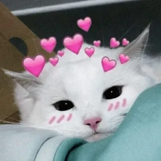 🐈 kat, hartjes, dier, schattig, kawaii telegram sticker