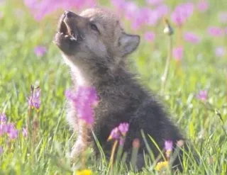 😅 cucciolo di lupo, cucciolo, fauna selvatica, natura, fiori, carino, animale, lupo telegram sticker