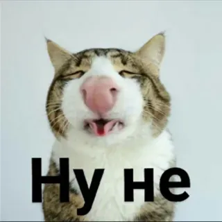 🙅‍♂️ Ну не 고양이, 웃긴, 밈, 동물, 표정 telegram sticker