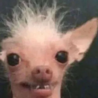 ☺️ anjing, anjing tanpa bulu, jelek, binatang, hewan peliharaan telegram sticker