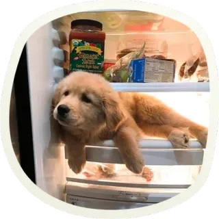 🐶 51 very cute doggies @lennysticker telegram stickers
