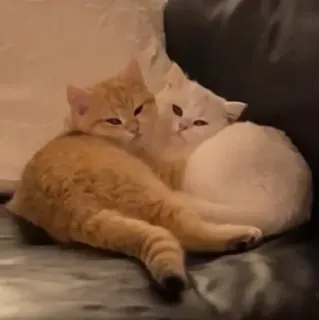 🥰 gatti, gattini, animali, animali domestici, animali da compagnia, carino telegram sticker