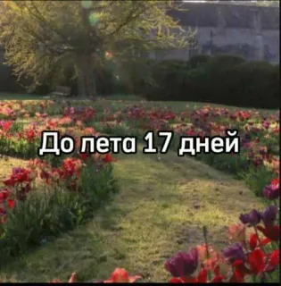 ☀️ До лета 17 дней flores, verano, días, cuenta atrás telegram sticker