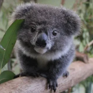 🐨 koala, animal, cute, wildlife, australia, marsupial, baby koala telegram sticker