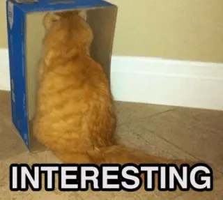 🤔 INTERESTING 猫, 箱, 面白い, ミーム, ペット, 動物 telegram sticker