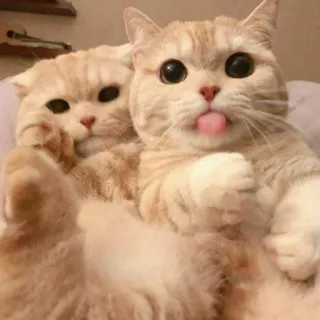 😺 gato, gatos, animais, fofo, adorável, animal de estimação whatsapp sticker