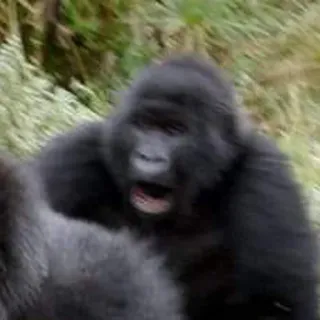 😱 animal, gorille, mammifère, faune, singe telegram sticker