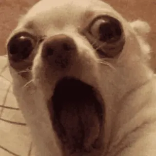 😱 Hund, Chihuahua, geschockt, überrascht, verängstigt, lustig, Meme whatsapp sticker