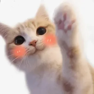 🤚 cat, kitten, cute, animal, pet, blush telegram sticker