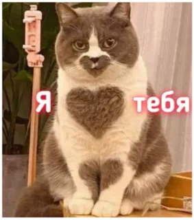 ❤️ Я тебя кот, любовь, сердце, животные, русский, милый telegram sticker