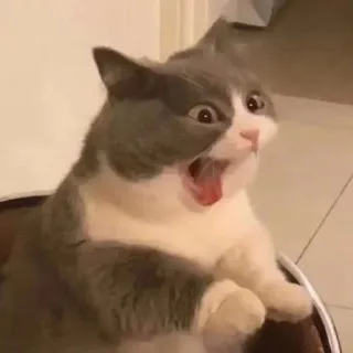 ❤️ kucing, anak kucing, takut, terkejut, terkejut, binatang, hewan peliharaan, lucu telegram sticker
