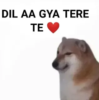 ✨ DIL AA GYA TERE TE ❤️ dog, love, punjabi, meme, heart, affection telegram sticker