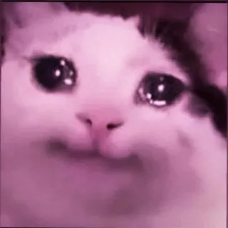 🍑 gato, chorando, meme, triste, animal, animal de estimação, felino telegram sticker