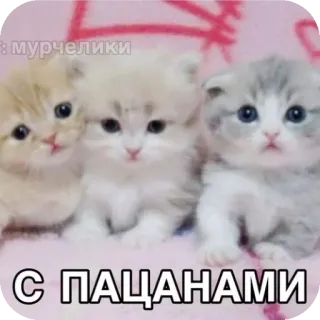 🐱 с пацанами 小猫, 可爱, 群体, 友谊 whatsapp sticker