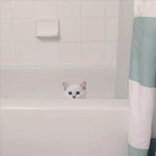 🌝 gato, banheiro, banheira, gato branco, animal de estimação, animal whatsapp sticker
