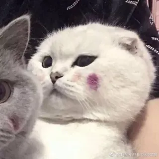 😾 萌萌的小马甲很乖啦! 猫, かわいい, ペット, 動物, 家畜, 小動物, 愛らしい telegram sticker