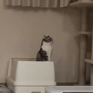 ❤️ 猫, ペット, 飼い猫, ネコ科, 動物, 哺乳類, 座っている, 見ている, 警戒 telegram sticker