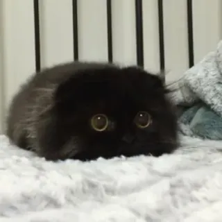 🐭 猫, 動物, ペット, 黒猫, 目 telegram sticker