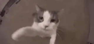 ❤️ telegram sticker