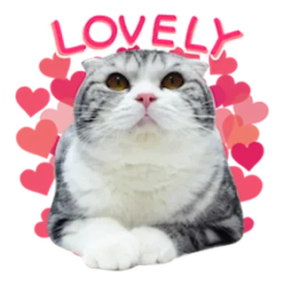 ❤️ LOVELY Katze, liebenswert, Herzen, Aufkleber, süß, Tier telegram sticker