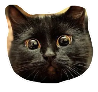 😟 แมวดำ, สัตว์, แมว, สัตว์เลี้ยง, น่ารัก, สัตว์เลี้ยงในบ้าน telegram sticker