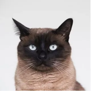 Cola_The_Cat telegram stickers