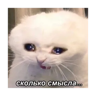 😓 сколько смысла... cat, meme, sad, crying, russian telegram sticker