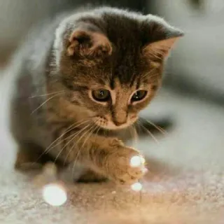 😺 chat, chaton, mignon, animal, animal de compagnie, joueur telegram sticker