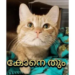 😂 കോനെ തുമ് kat, dier, schattig telegram sticker