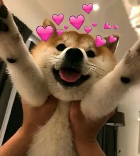 💕 강아지, 하트, 동물, 귀여운, 애완동물, 시바견 whatsapp sticker