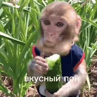 😋 вкусный пон monkey, eating, cute, animal, cucumber telegram sticker