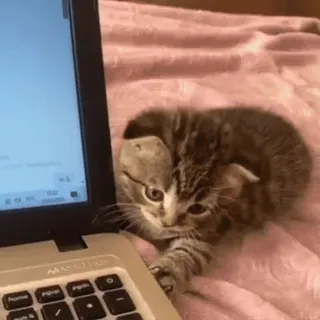 ❤️ 子猫, 猫, ラップトップ, 動物, コンピューター, かわいい, ペット telegram sticker