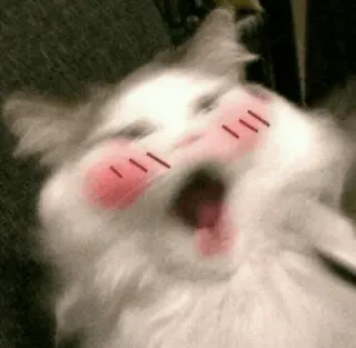 🍥 gato, kawaii, fofo, animal, ruborizar, animal de estimação telegram sticker