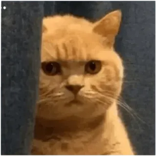 🙄 gatto, animale, sbirciare, divertente, meme, carino telegram sticker