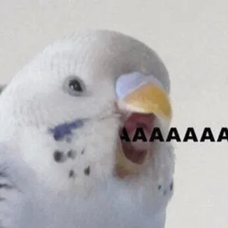 🧈 AAAAAAAA oiseau, criant, mème, drôle, animal, perroquet telegram sticker
