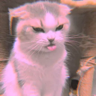 🐾 Katze, Tier, Zunge, Haustier, süß, Kätzchen, Haustier whatsapp sticker