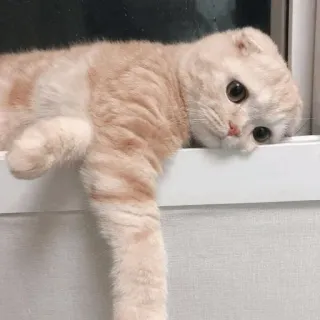 🐈 kat, huisdier, schattig, dier, kitten, huiskat, zoogdier, katachtig telegram sticker
