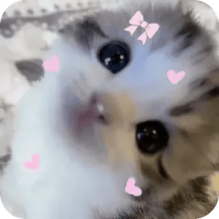 🌟 telegram sticker