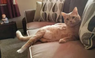 😶 gato, gato malhado laranja, animal de estimação, animal doméstico, sofá, almofada whatsapp sticker