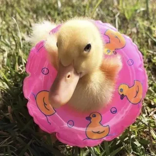 🌟 pato, patito, animal, lindo, nadando, flotar, cría animal telegram sticker