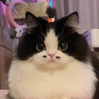 🫀 고양이, 귀여운, 애완동물, 새끼 고양이, 흑백 telegram sticker