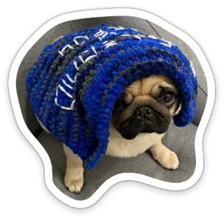 🥺 pug, dog, animal, pet, hat, beanie, blue, cute telegram sticker