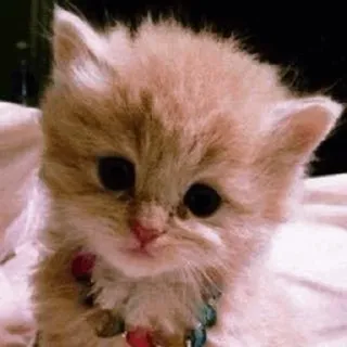 😜 mèo con, mèo, động vật, dễ thương, thú cưng, vật nuôi telegram sticker