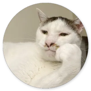 😅 cat, thinking, pet, animal, meme whatsapp sticker
