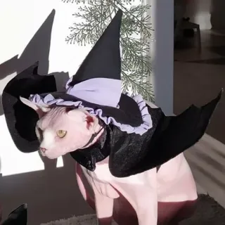 🧙‍♀️ gatto, halloween, strega, costume, sphynx telegram sticker