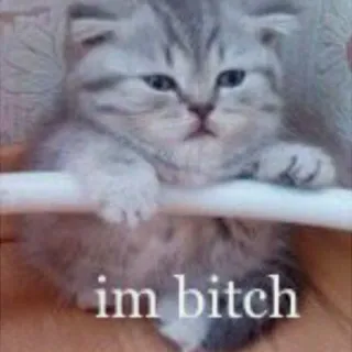 😾 im bitch cat, kitten, funny, meme, offensive whatsapp sticker
