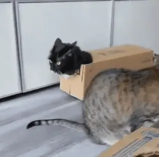 📦 Katze, Karton, Kätzchen, lustig, Tier, Haustier, spielerisch whatsapp sticker